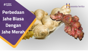 Read more about the article Perbedaan Jahe Biasa Dengan Jahe Merah