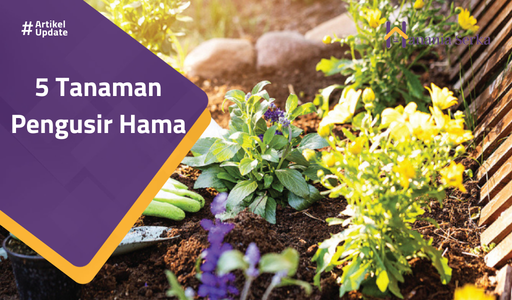 Read more about the article 5 Tanaman Pengusir Hama