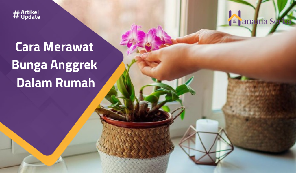 You are currently viewing Cara Merawat Bunga Anggrek di Dalam Ruangan