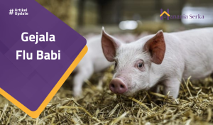 Read more about the article Gejala Flu Babi