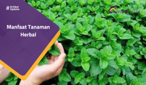 Read more about the article Manfaat Tanaman Herbal