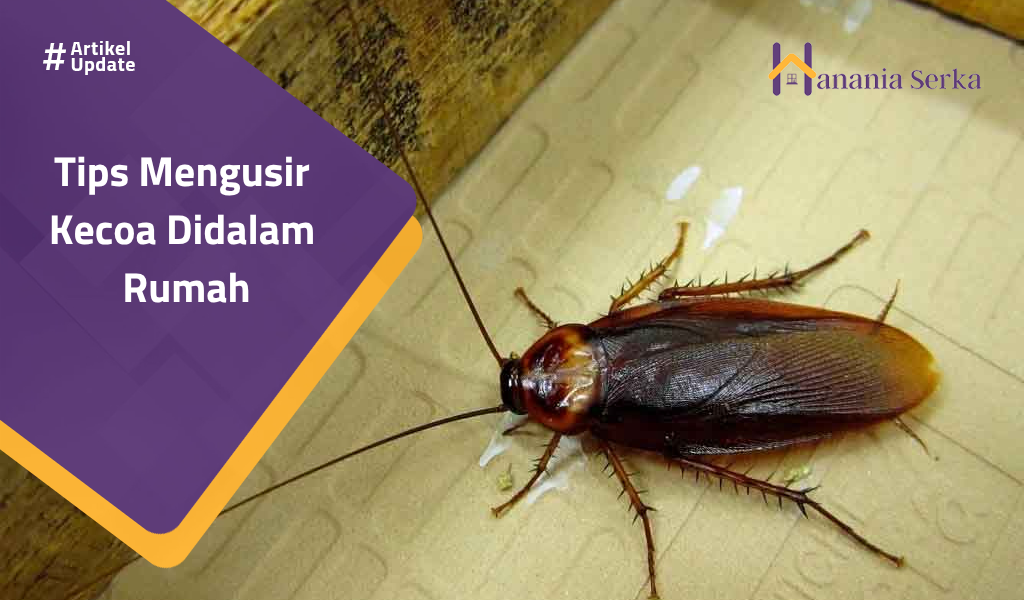 You are currently viewing Tips Mengusir Kecoa Didalam Rumah