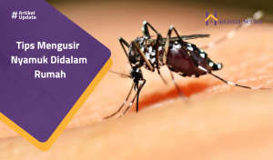 Read more about the article Tips Mengusir Nyamuk Didalam Rumah
