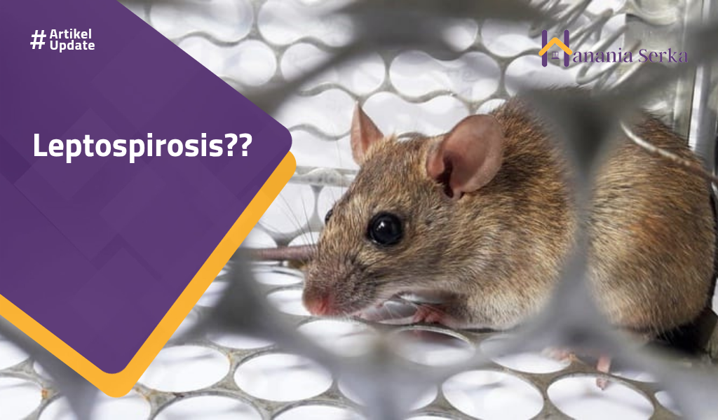 You are currently viewing Leptospirosis??