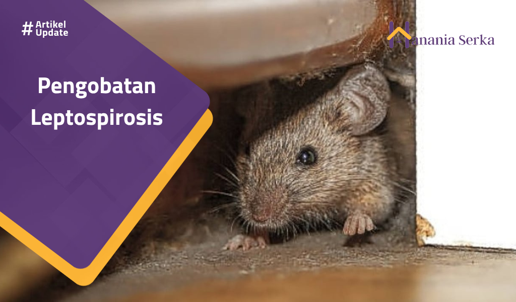You are currently viewing Pengobatan Leptospirosis