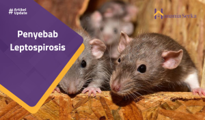 Read more about the article Penyebab Leptospirosis