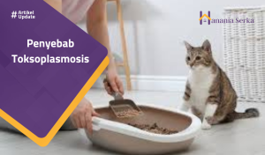 Read more about the article Penyebab Toksoplasmosis