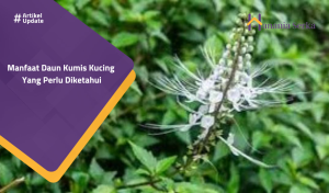 Read more about the article Manfaat Daun Kumis Kucing Yang Perlu Diketahui