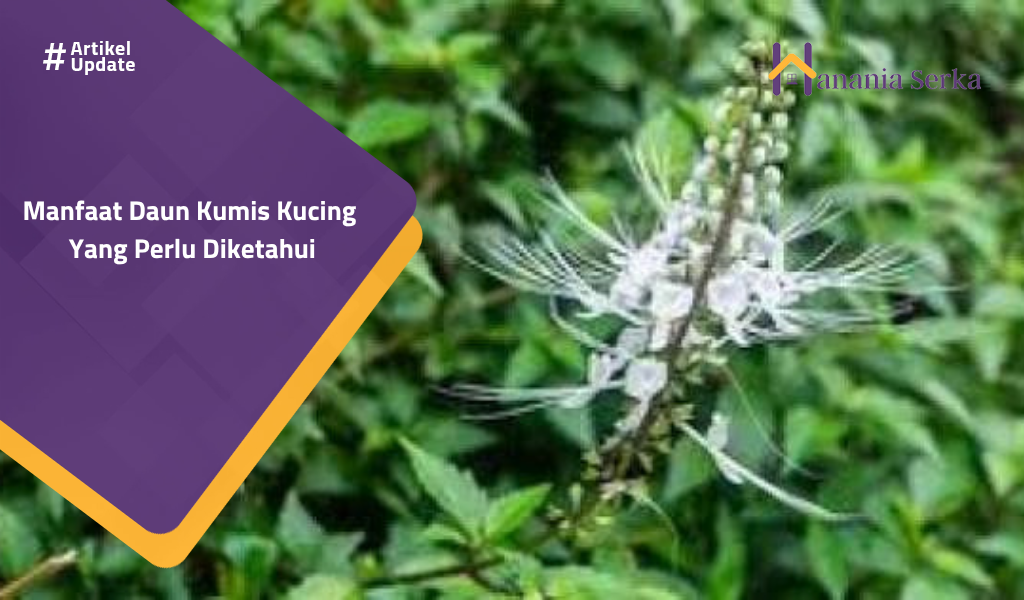You are currently viewing Manfaat Daun Kumis Kucing Yang Perlu Diketahui