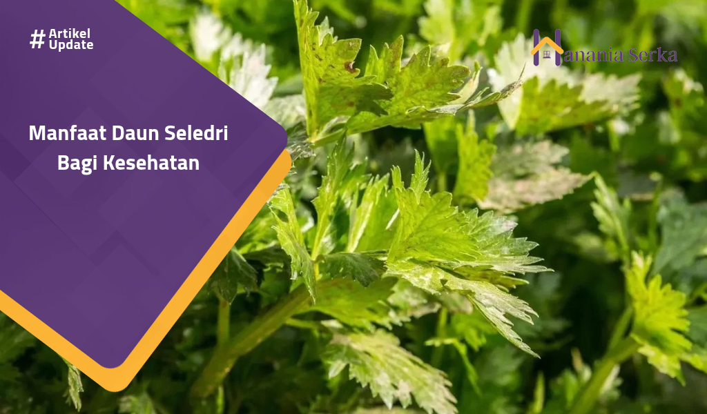 You are currently viewing Manfaat Daun Seledri Bagi Kesehatan