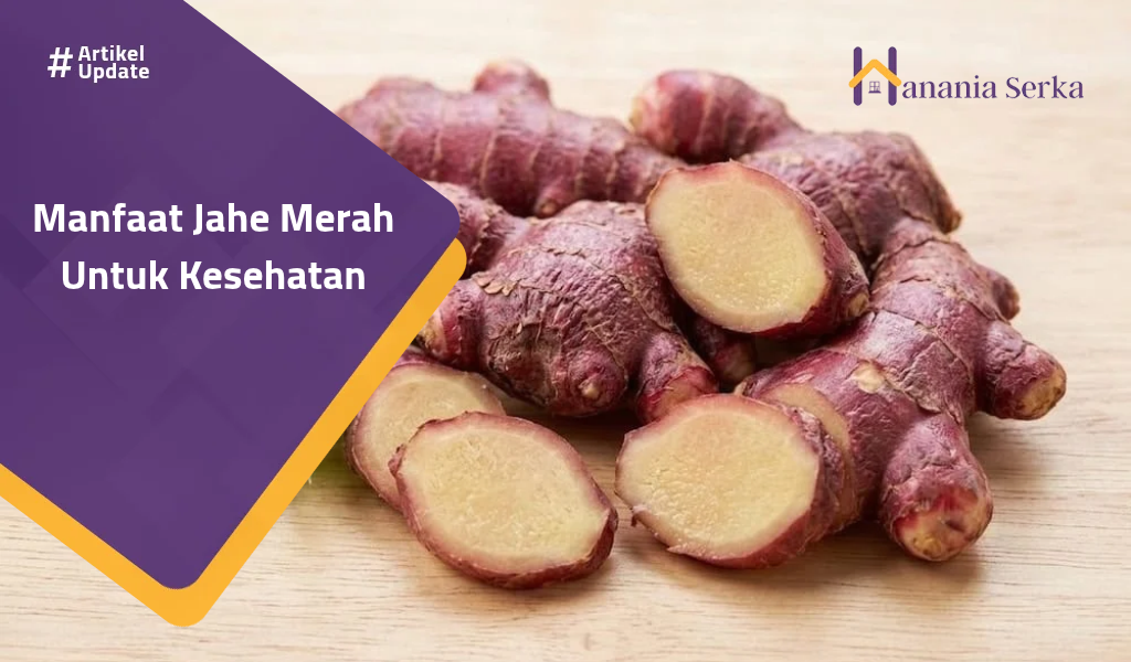 You are currently viewing Manfaat Jahe Merah Untuk Kesehatan